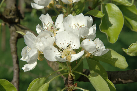 Birnenblüte