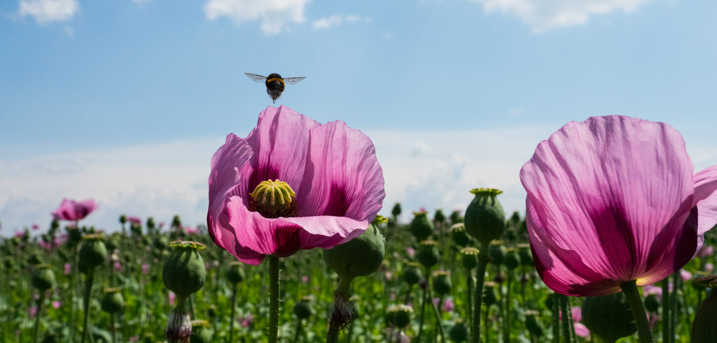Mohnblumenfeld mit Hummel im Flug