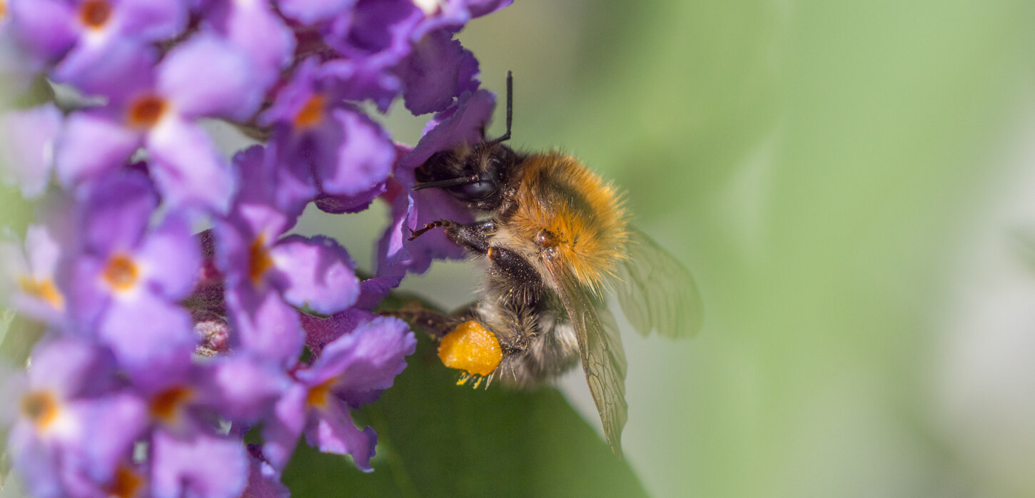 Hummel an einer Blüte