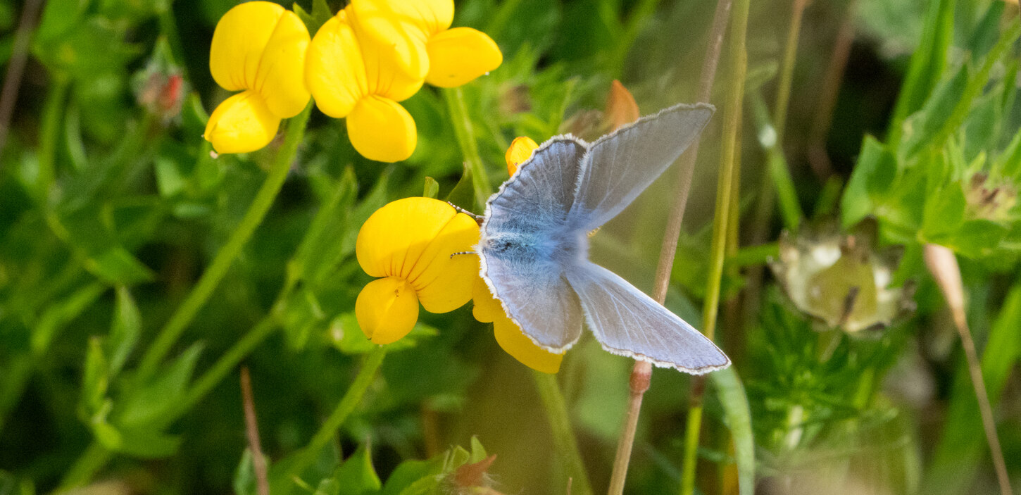 Schmetterling auf Blüte