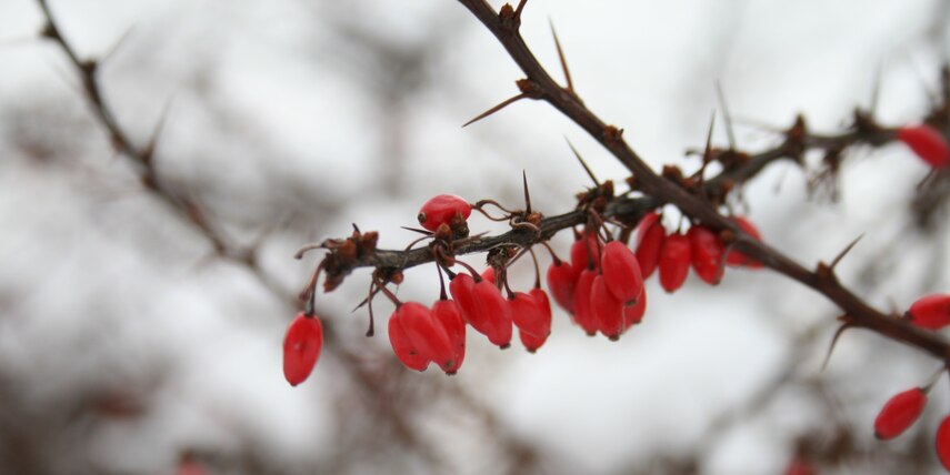 Zarter Zweig im Winter