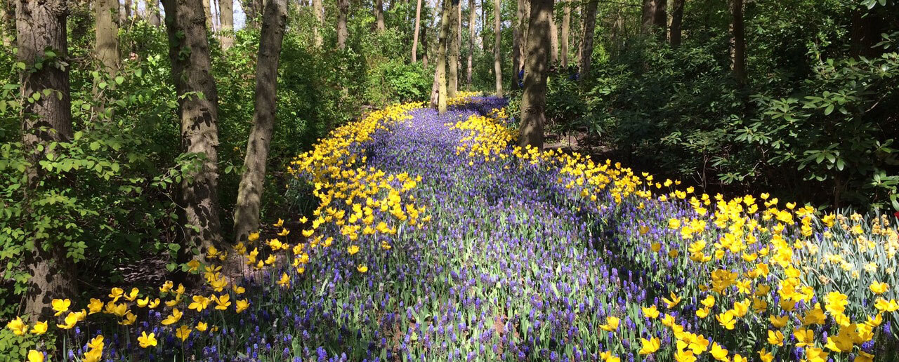 Blumenweg im Wald